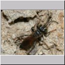 Tachysphex pompiliformis - Grabwespe m01b 6mm OS-Wallenhorst-Tongrube-Lehmwiese - det.jpg